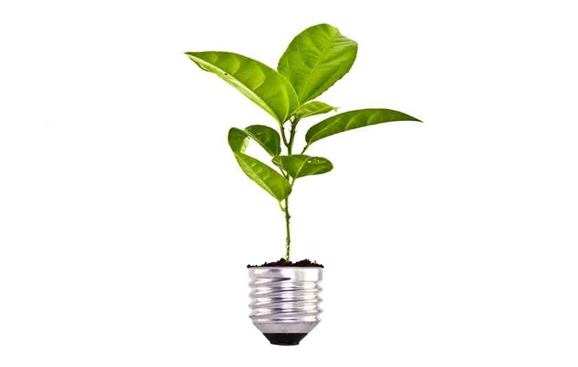 Plant Nutraceuticals