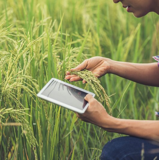 Farmer standing in a rice field with a tablet.